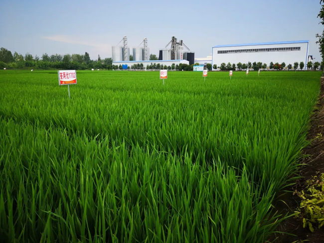水稻品种试验区一角