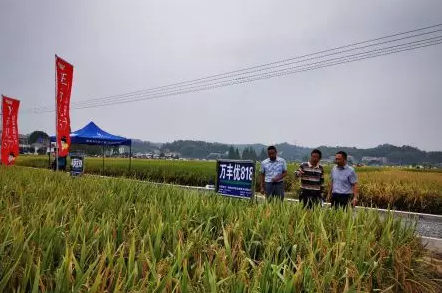 中国水稻研究所杨仕华研究员察看袁创公司新品种