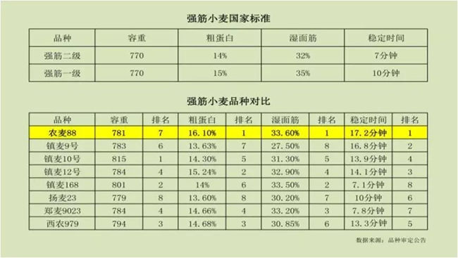 农麦88和江苏强筯小麦比（审定资料）