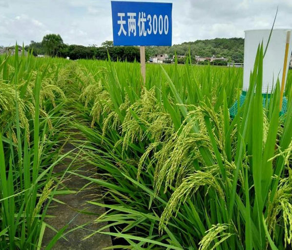 天两优3000