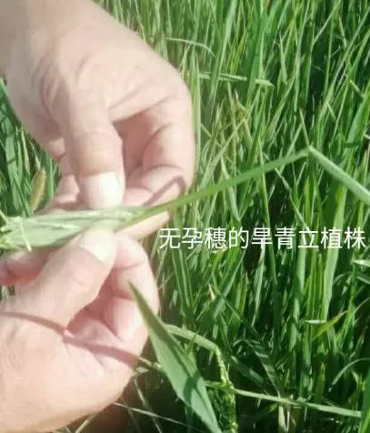 无孕穗的旱青立植株