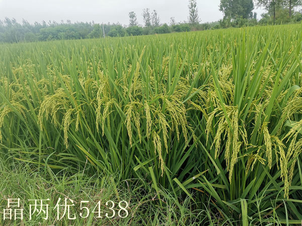 晶两优5438
