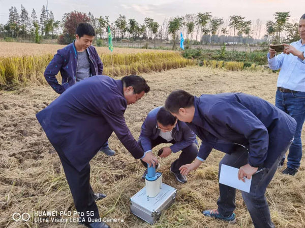 专家组成员测量稻谷含水量