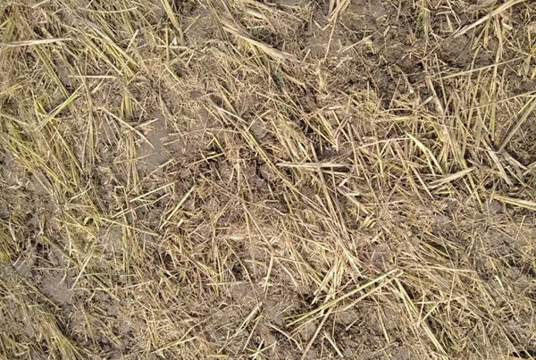 小麦土壤湿烂