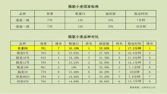 强筋小麦品种对比图