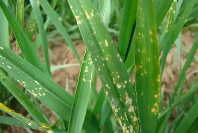 小麦除草剂药害