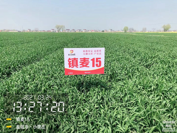镇麦15