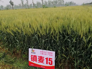 镇麦15：抗逆能力突出的强筋小麦新品种
