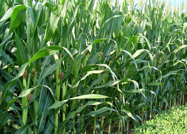 玉米的发展与未来