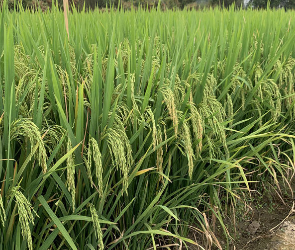 晶祥优针丝苗