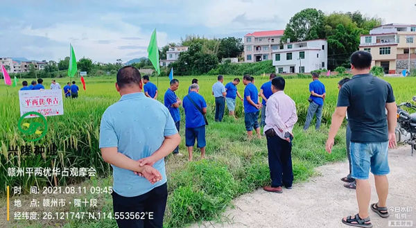 平两优华占观摩会