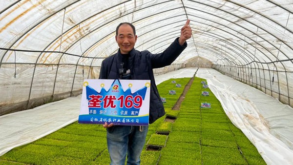荃优169经销商