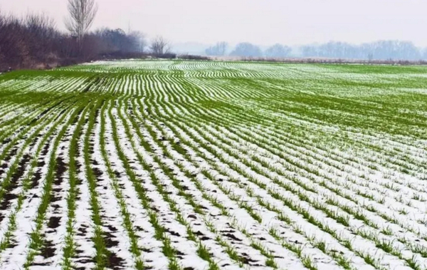 冬季小麦管理