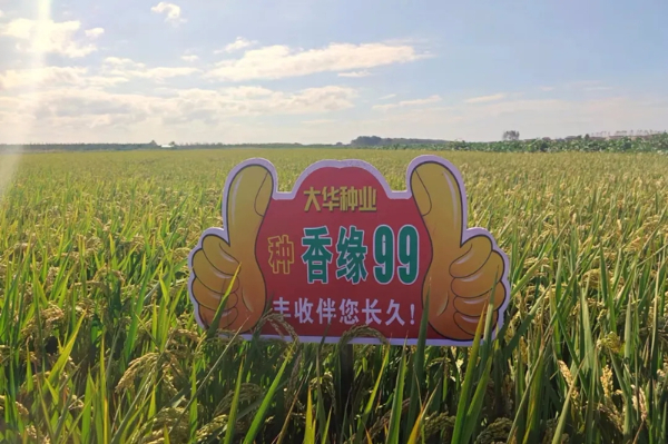 香缘99